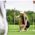 大山志保プロのパット 重心やボールの位置 リズムと練習法