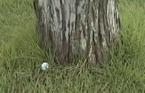 木の根元のボール