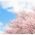 鶴舞カントリークラブ攻略法 東4番・17番・18番ホール 桜もキレイ［関連動画］
