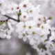 蒲生ゴルフ倶楽部GDO予約・クチコミ 多彩な桜も美しい