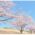 蒲生ゴルフ倶楽部GDO予約・クチコミ 多彩な桜も美しい［関連動画］